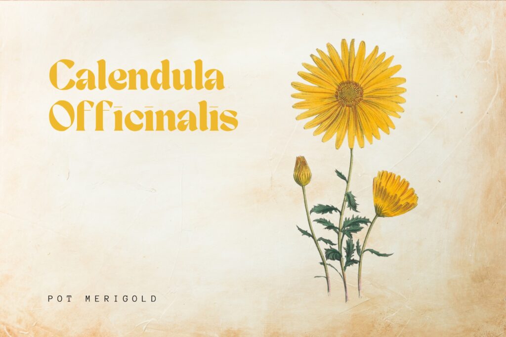 Calendula 1024x682 - 10 herbs for your skin that you can grow at home