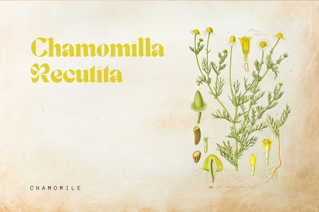 Chamomile 1024x682 - 10 herbs for your skin that you can grow at home