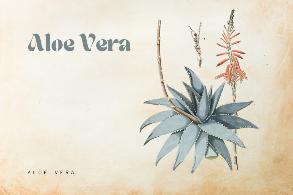 aloe vera 1024x682 - 10 herbs for your skin that you can grow at home